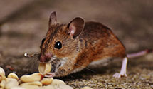 24 Hour & Emergency Exterminators in Owensboro, KY